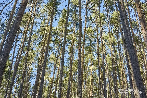 高清摄影 一片长满高大松树的森林