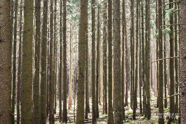 高清摄影 茂密森林中的高大松树在阳光下。