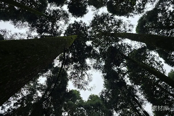 高清摄影 高大的树木在明亮的天空下形成一片树冠。
