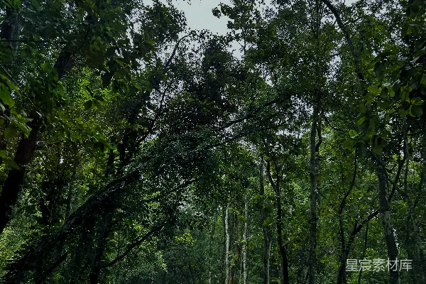 高清摄影 一条森林中间的空路