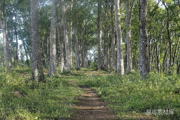 高清摄影 一条泥泞的小路穿过森林中央