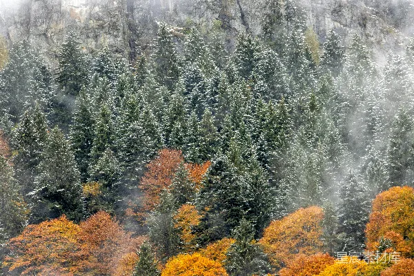 高清摄影 一片覆盖着雪的树木繁多的森林