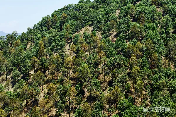 高清摄影 一片郁郁葱葱的绿色森林覆盖着陡峭的山坡。