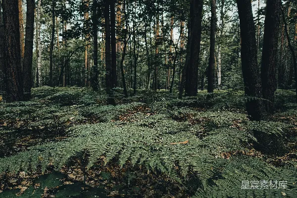 高清摄影 一片长满苔藓的森林