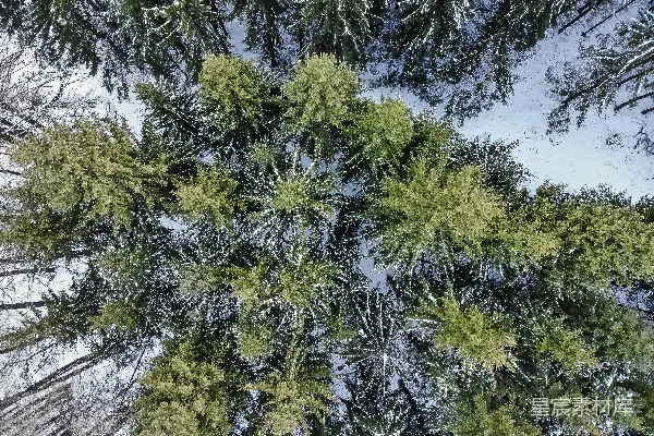 高清摄影 白天的青松树