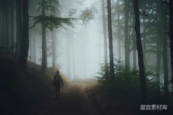 高清摄影 一个人沿着树林中的小路行走