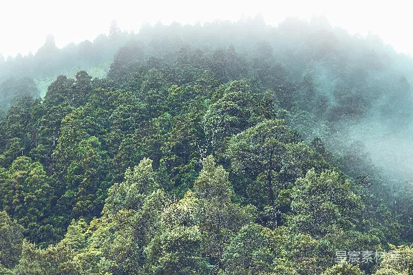 高清摄影 一座被许多绿树覆盖的山