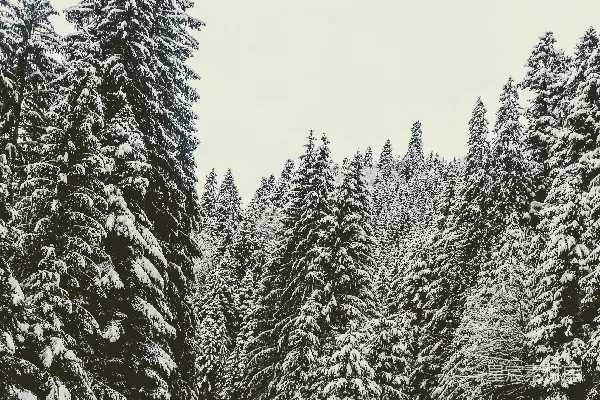 高清摄影 一群被雪覆盖的松树
