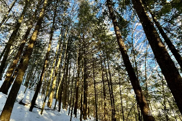 高清摄影 棕色的树在覆盖着积雪的地面上，白天时分。