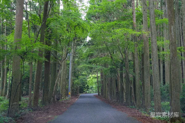 高清摄影 一条被高大的树木环绕的道路，位于森林的中央。