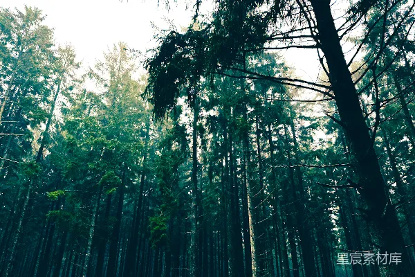 高清摄影 一片充满高大树木的森林
