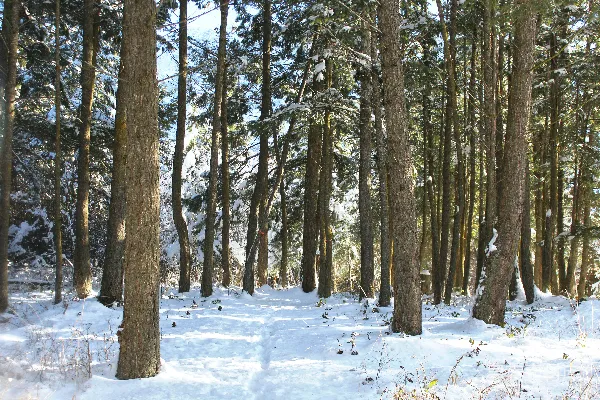 高清摄影 被雪覆盖的森林里有许多树木
