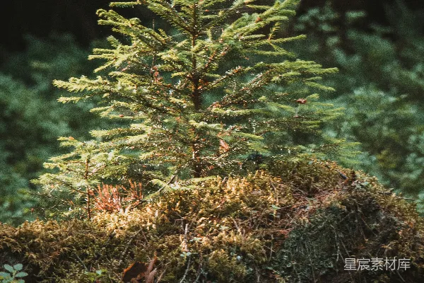 高清摄影 一片森林中间的一棵小松树