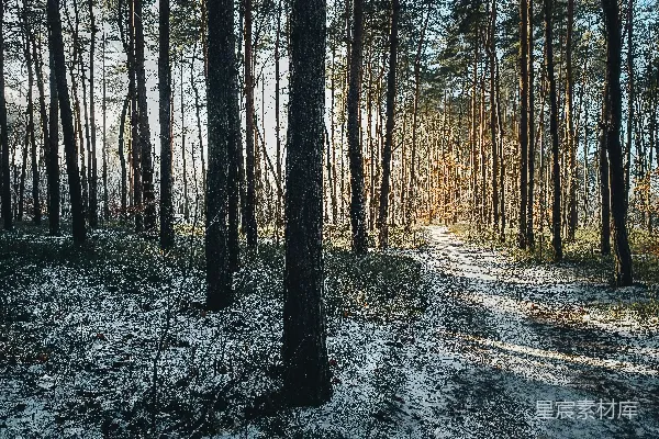 高清摄影 一条被雪覆盖的小路穿过森林中央。