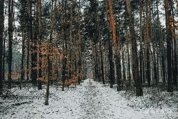 高清摄影 一条被雪覆盖的小径，位于森林中央。