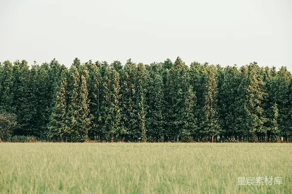 高清摄影 树木高耸在一片草地上。