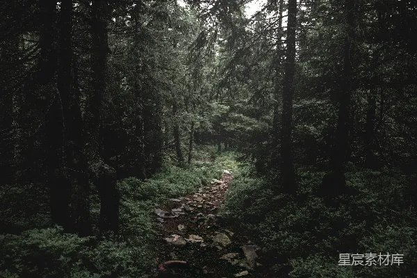 高清摄影 白天的绿树和植物