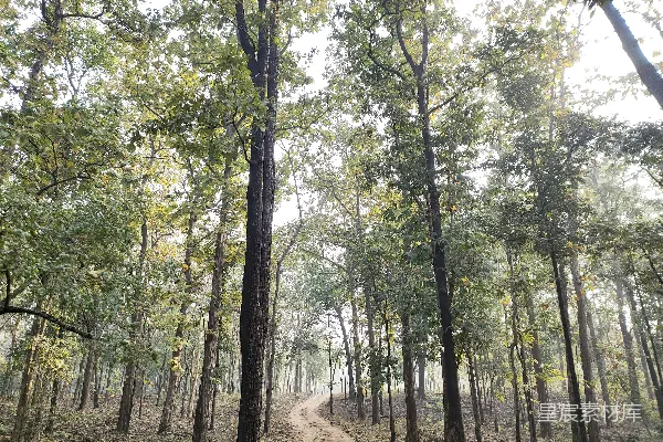 高清摄影 一条土路在森林的中央