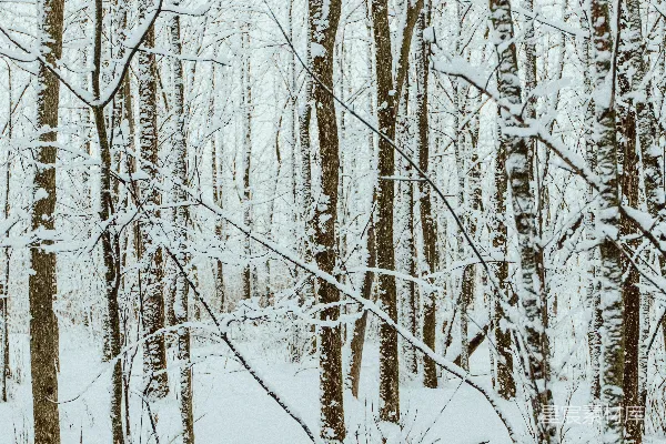 高清摄影 白天覆盖着雪的树