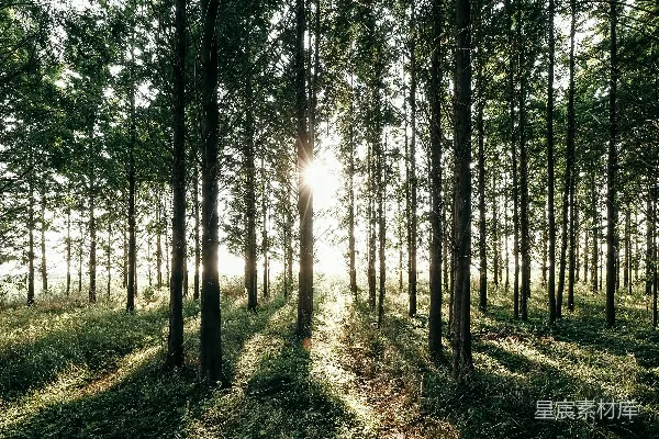 高清摄影 阳光透过森林中的树木照射进来。