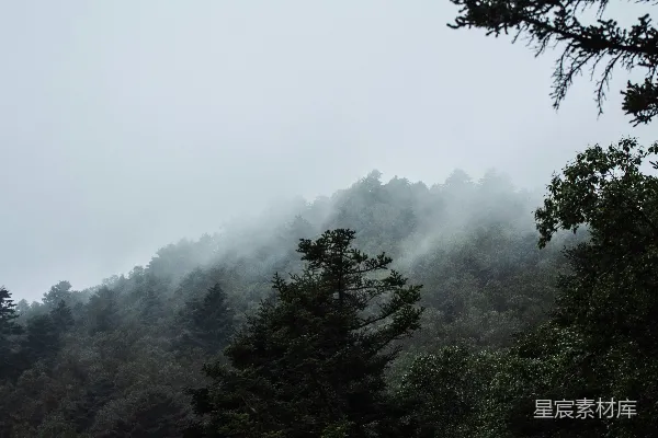 高清摄影 雾蒙蒙的森林树冠在阴天的天气里
