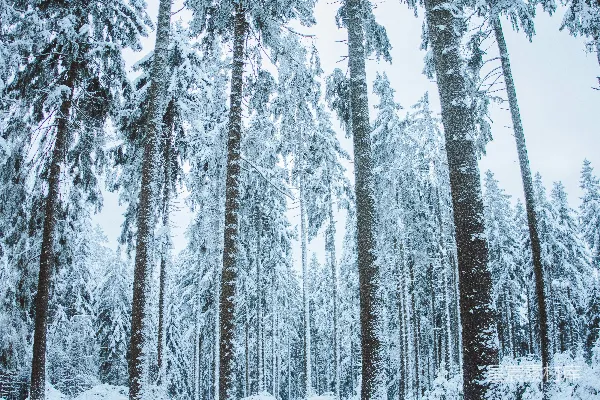 高清摄影 一只狗站在积雪覆盖的森林中央