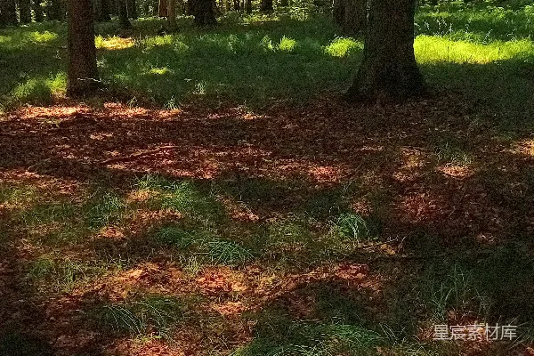 高清摄影 阳光透过树叶洒在覆盖着树叶和草的森林地面上。