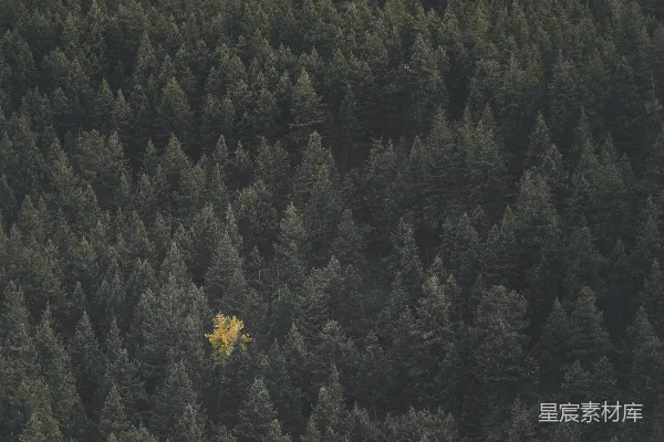 高清摄影 森林景观摄影