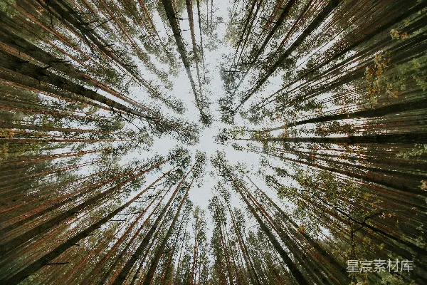 高清摄影 白天的树木低角度摄影