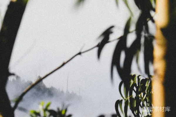 高清摄影 一只鸟栖息在树顶。