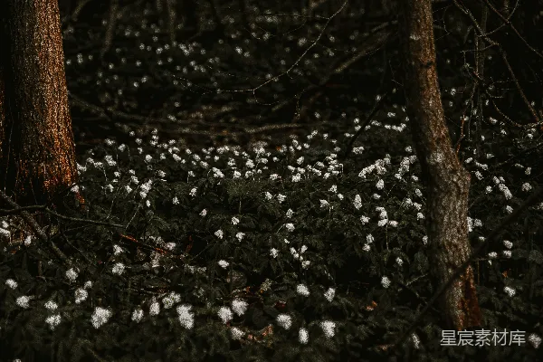 高清摄影 白色花瓣的花田