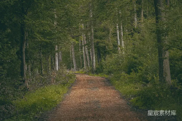 高清摄影 一条泥土路上两旁有树的小路。