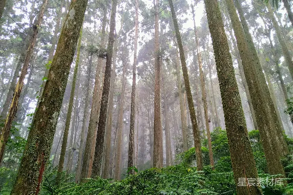 高清摄影 白天，绿色草地上的棕色树木。