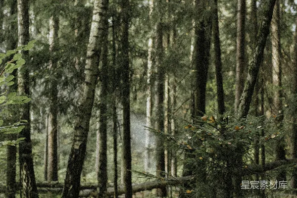 高清摄影 白天森林中的绿树