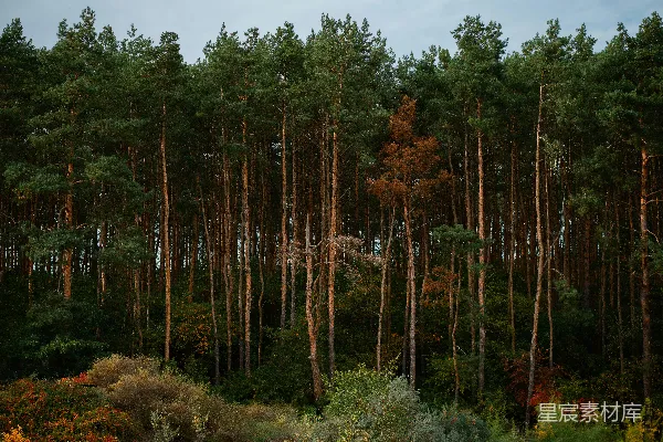 高清摄影 一片树林