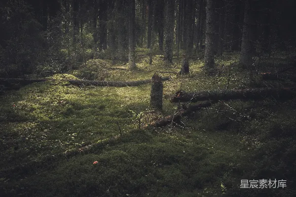 高清摄影 一片充满许多绿色草地的森林