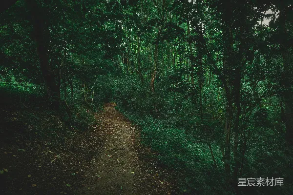 高清摄影 一条穿过茂密绿色森林的小径