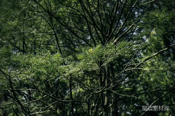高清摄影 一个男人在森林里骑滑板车穿过树林