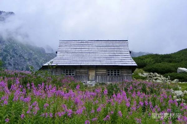 高清摄影 白天的粉花旁的小屋