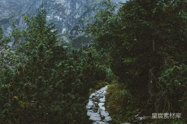 高清摄影 白天岩石山旁的绿树