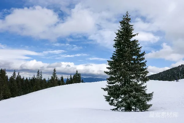 高清摄影 白天，覆盖着白雪的地面上有绿松树，在白云和蓝天的映衬下。