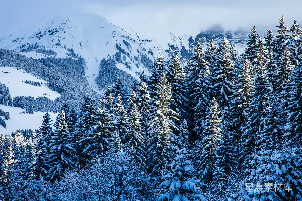高清摄影 一座被雪覆盖的山，山上长满了树木。