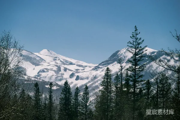 高清摄影 雪山高耸在一片树林之上。