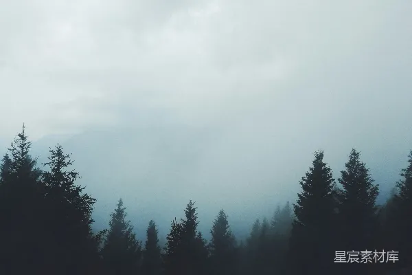 高清摄影 一群树