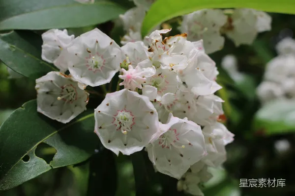 高清摄影 一簇白色花朵和绿色叶子