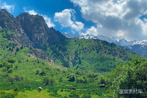 高清摄影 一片草地，背景是山脉。