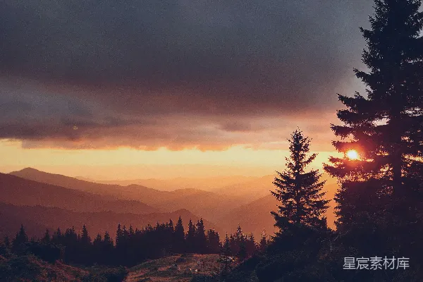 高清摄影 夕阳下树木的剪影
