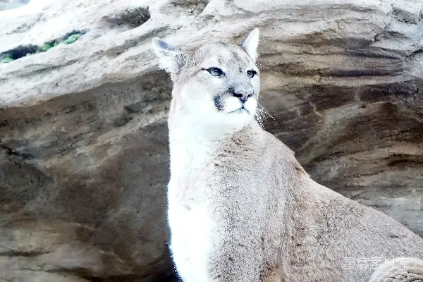高清摄影 一只猫头鹰在岩石附近的一张特写照片。
