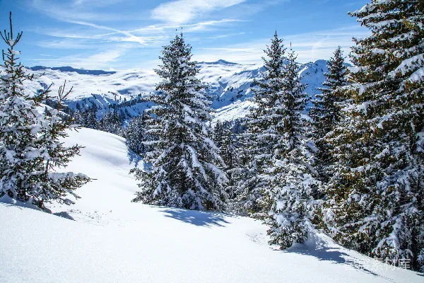 高清摄影 一幅雪景中的山景，前景是树木。