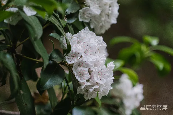 高清摄影 一张白花簇的特写照片。